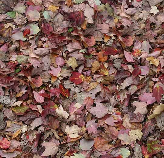 000532 red leaves