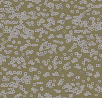 990401 Bacteria